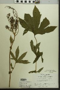 Filipendula rubra image