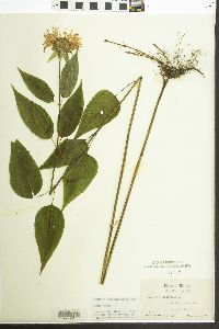 Monarda clinopodia image