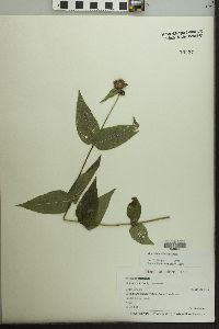 Monarda bradburiana image