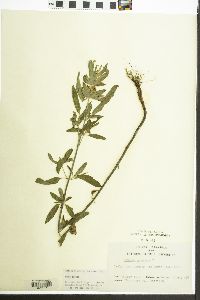 Monarda punctata image