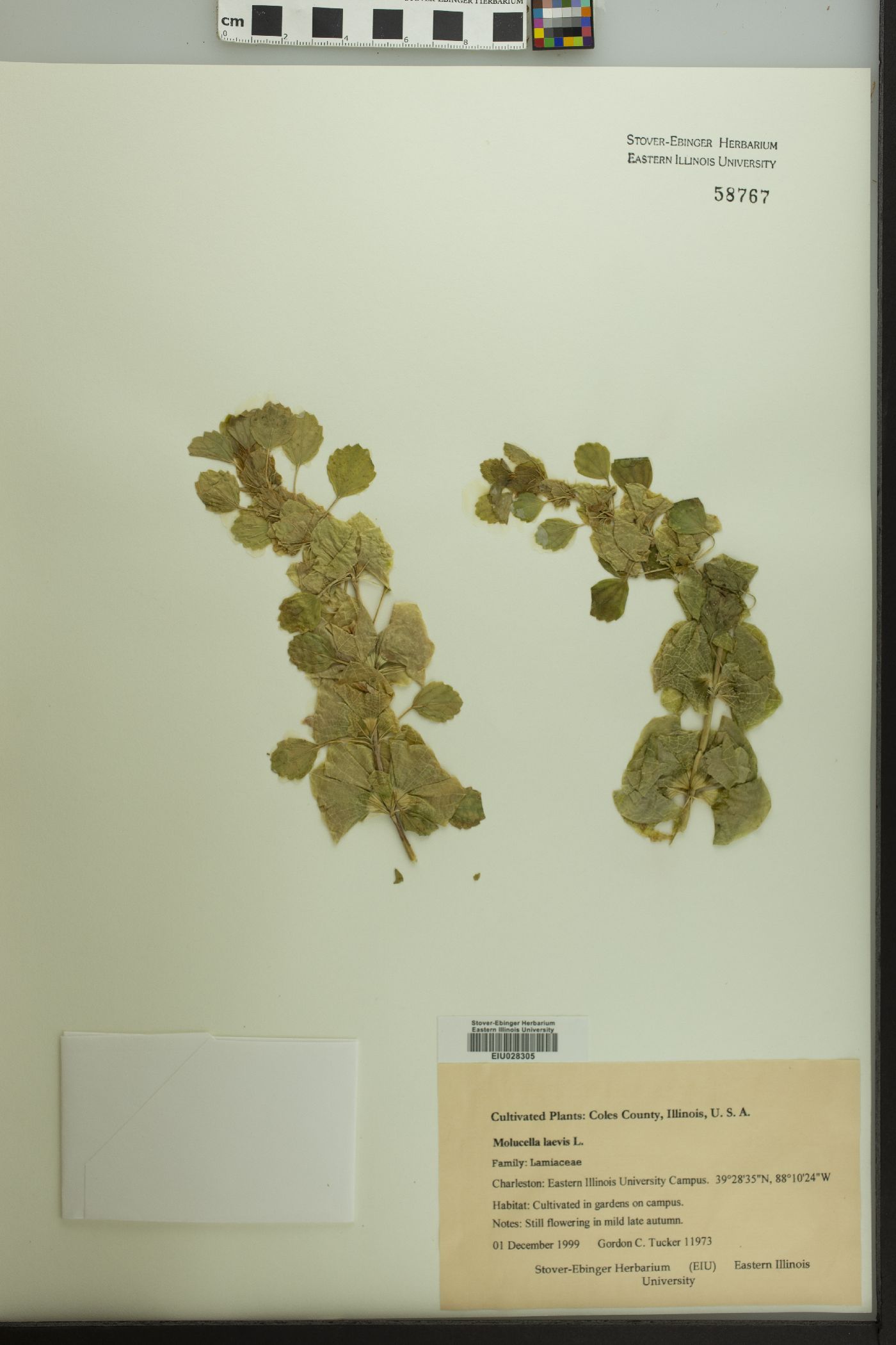 Moluccella laevis image