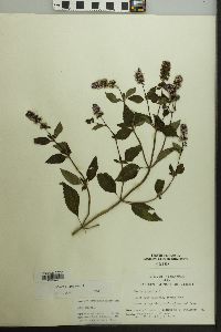 Mentha × piperita image