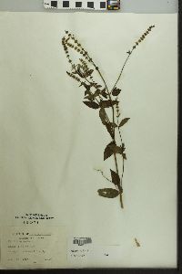 Mentha spicata image