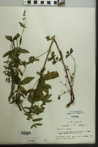 Mentha spicata image