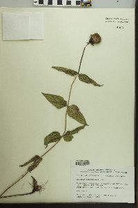 Monarda bradburiana image