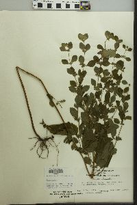 Melissa officinalis image