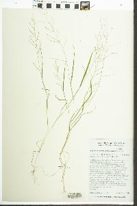 Leptochloa panicea image