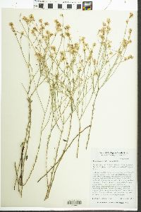 Eriogonum wrightii image