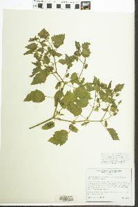 Physalis hederifolia image