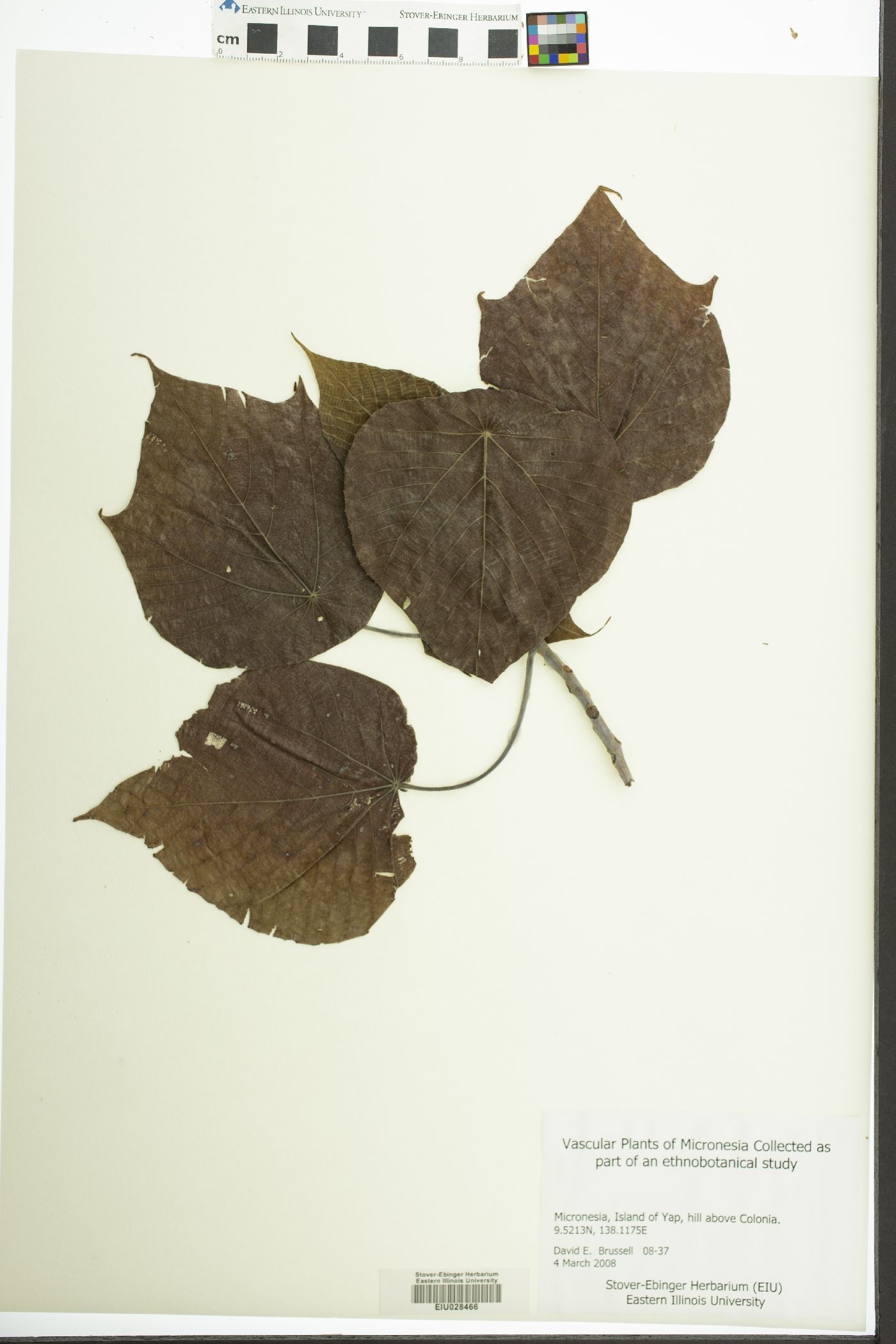 Macaranga carolinensis image
