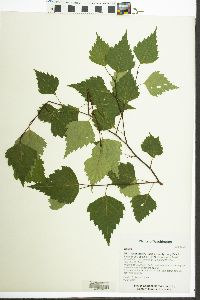 Betula pendula image