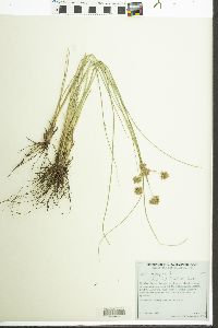 Cyperus elegans image