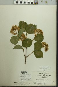 Viburnum dentatum var. lucidum image