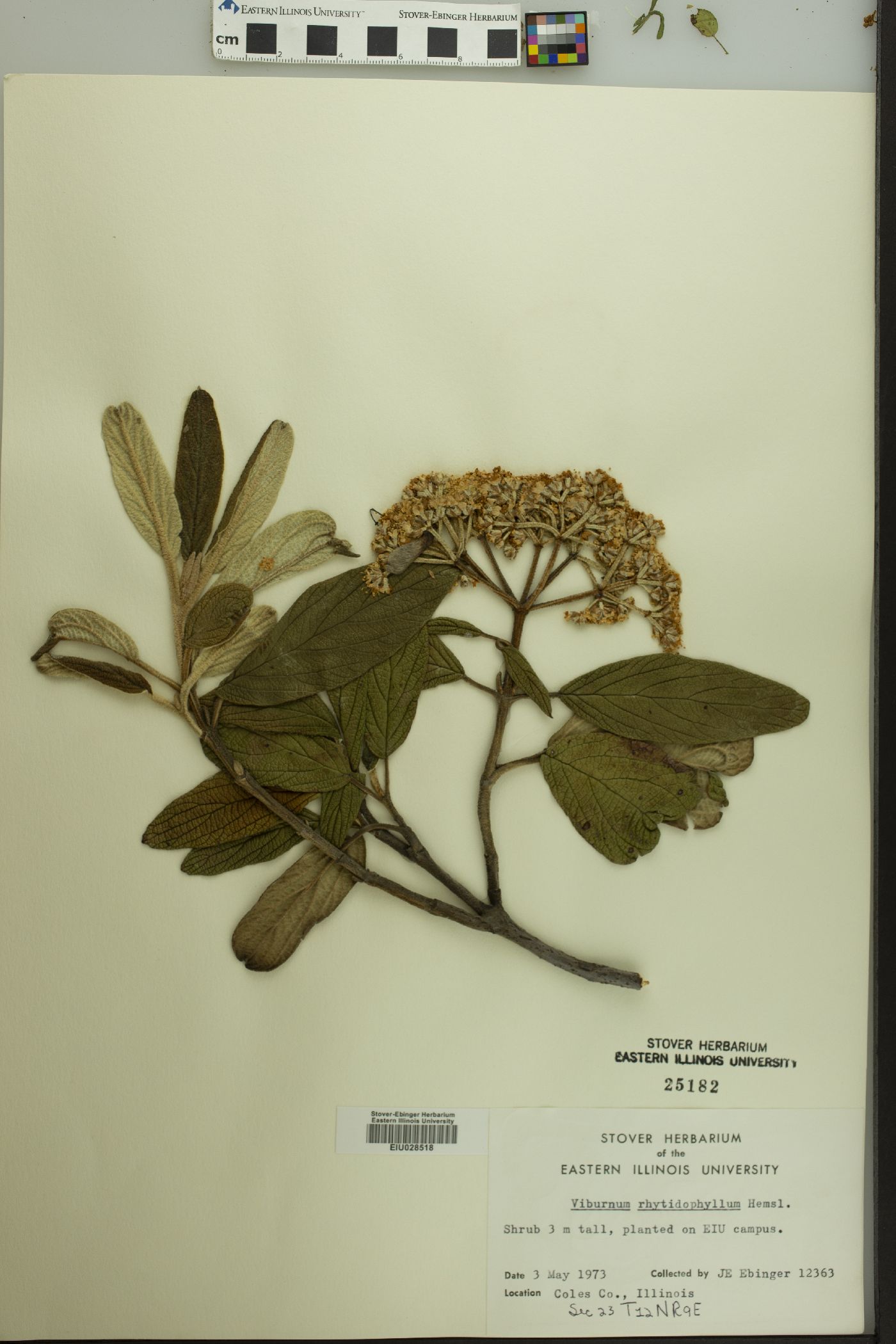 Viburnum rhytidophyllum image