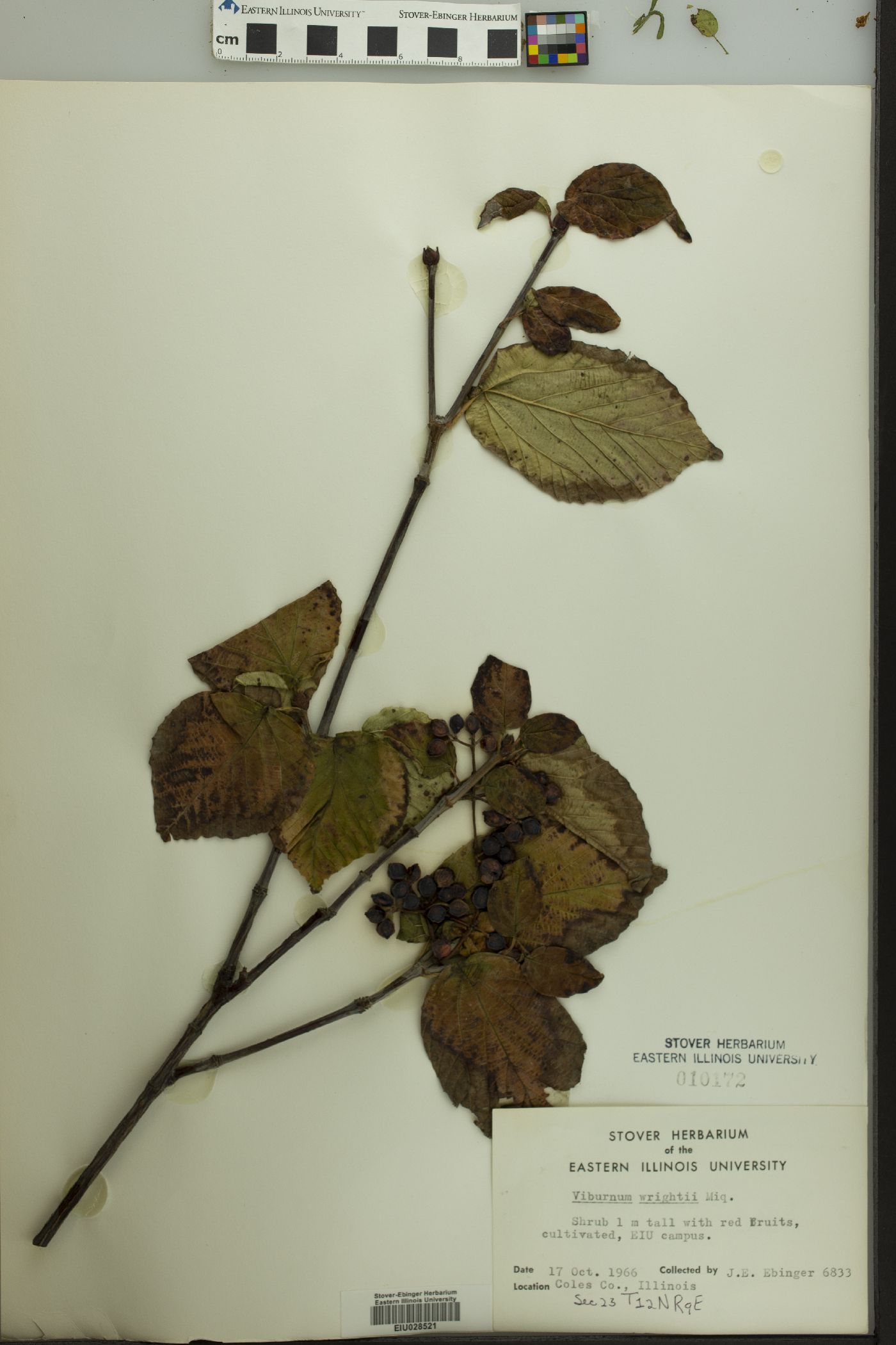 Viburnum wrightii image