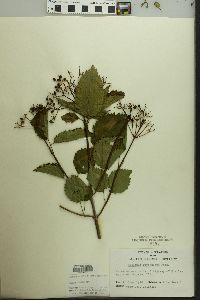 Viburnum dentatum var. lucidum image