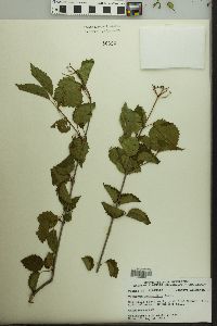 Viburnum dentatum var. lucidum image