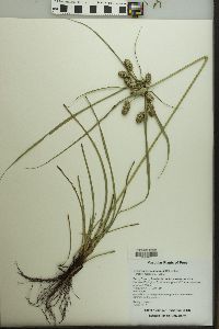 Cyperus cornelii-ostenii image