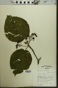 Viburnum lantanoides image