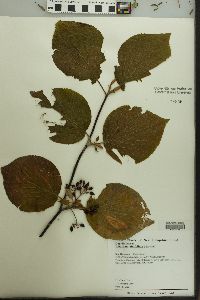 Viburnum lantanoides image