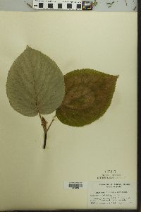 Viburnum lantanoides image