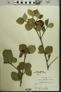 Image of Viburnum mongolicum