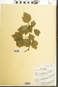 Viburnum edule image