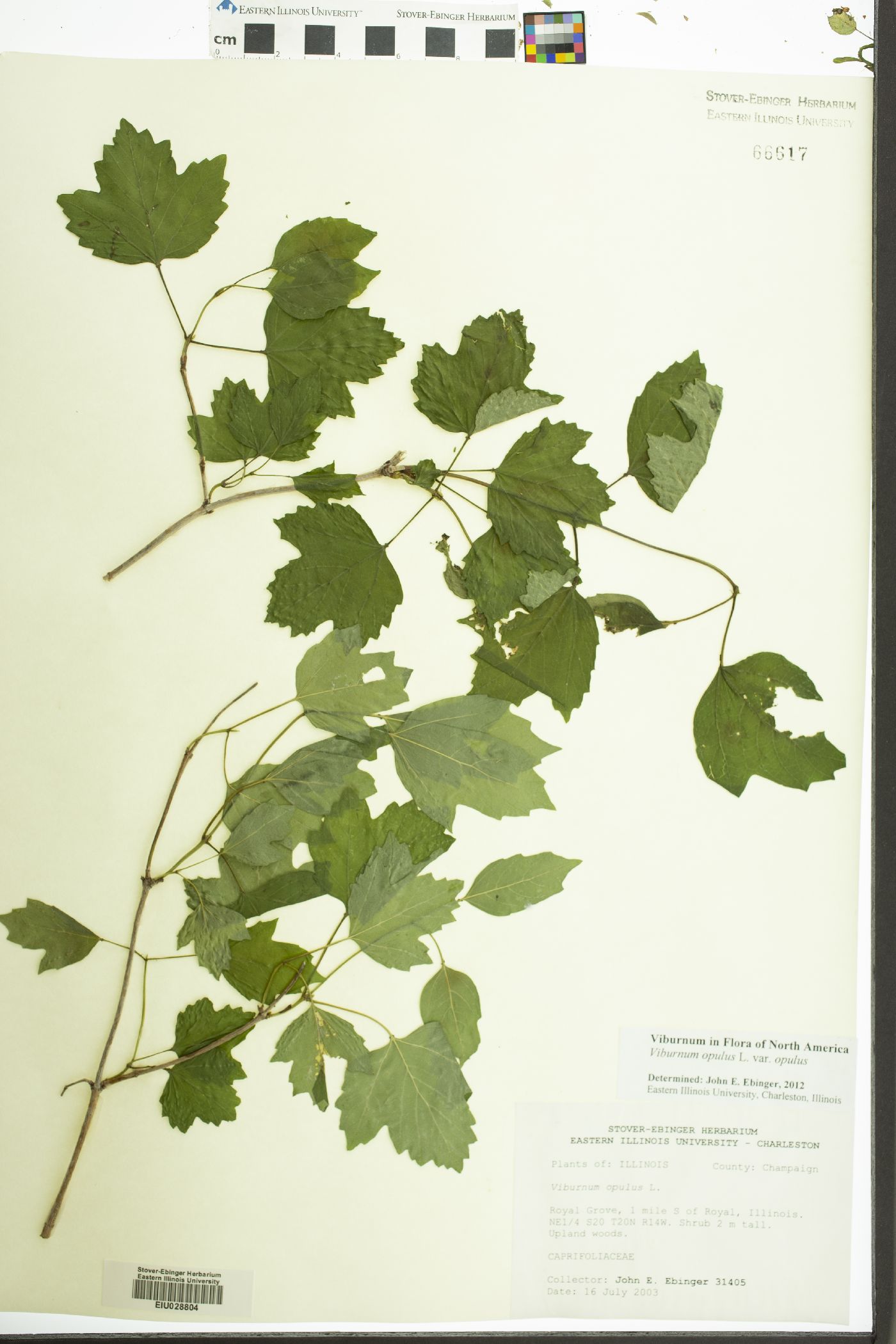 Viburnum opulus var. opulus image