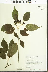 Viburnum lentago image