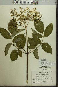 Sambucus racemosa var. melanocarpa image