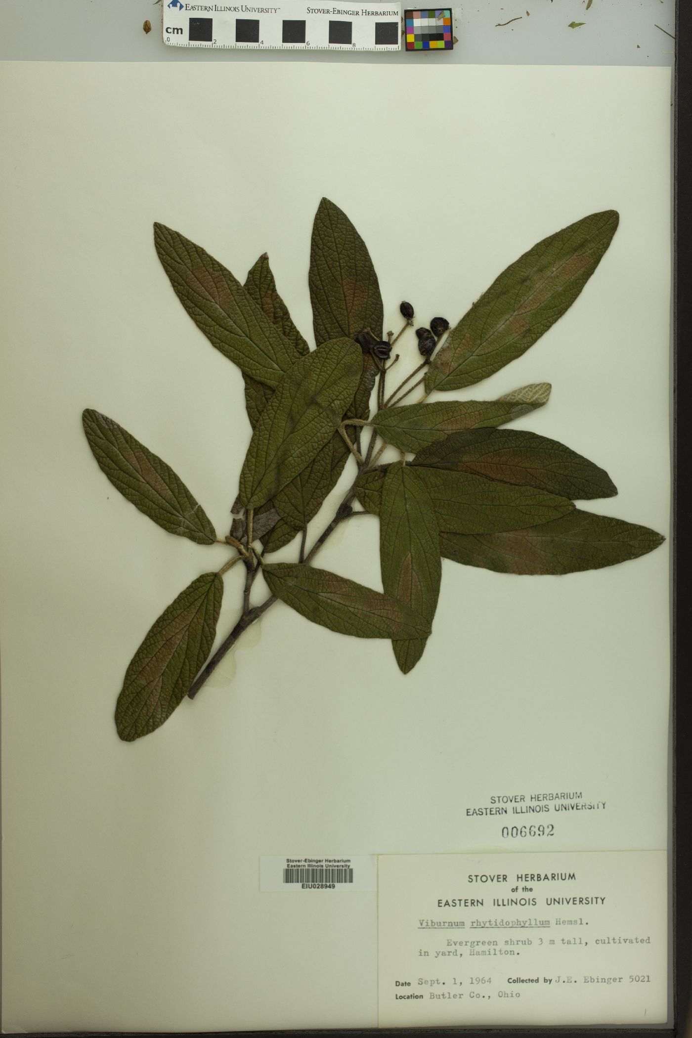 Viburnum rhytidophyllum image