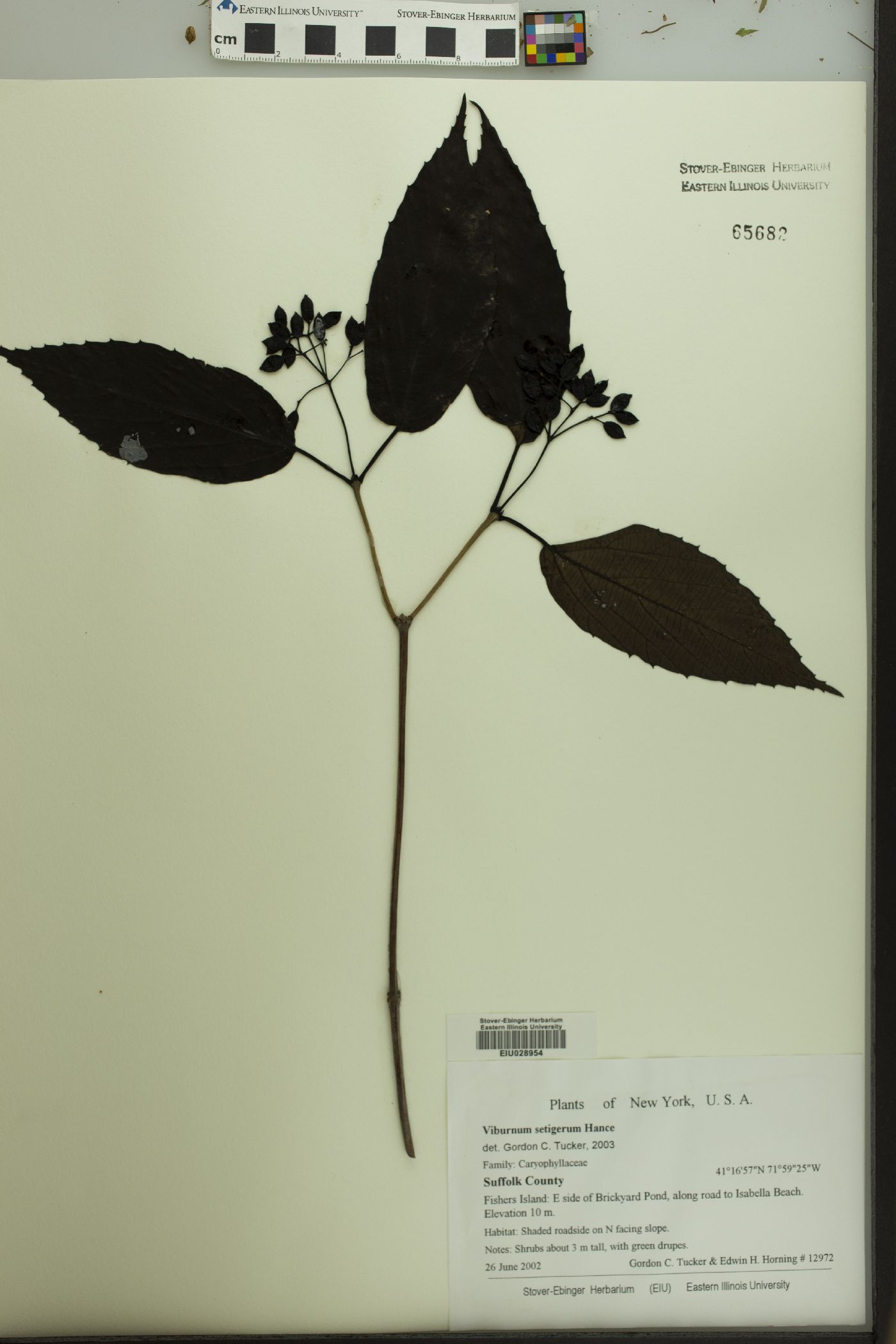 Viburnum setigerum image