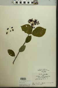 Viburnum dentatum var. lucidum image