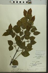 Viburnum dentatum var. lucidum image