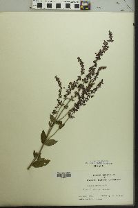 Salvia x sylvestris image