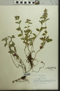 Clinopodium vulgare image