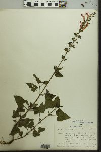 Salvia coccinea image