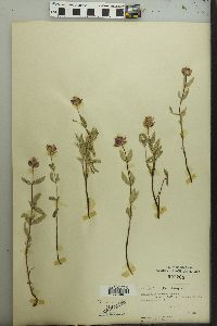 Monardella odoratissima subsp. discolor image
