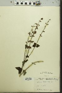 Salvia coccinea image