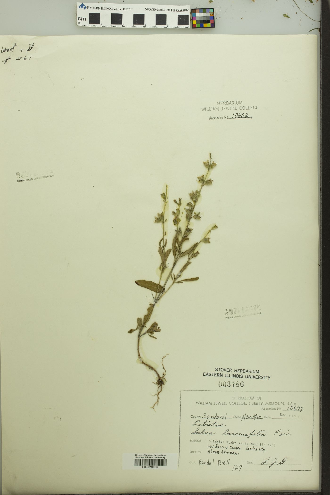 Salvia lanceaefolia image