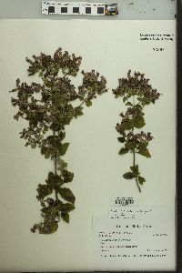 Origanum vulgare image