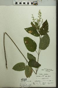 Scutellaria incana image