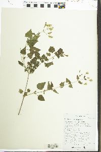 Brickellia coulteri image