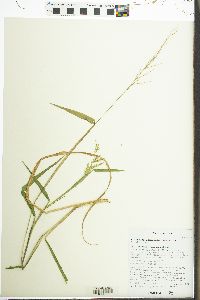 Eriochloa acuminata var. minor image
