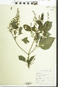 Perilla frutescens image