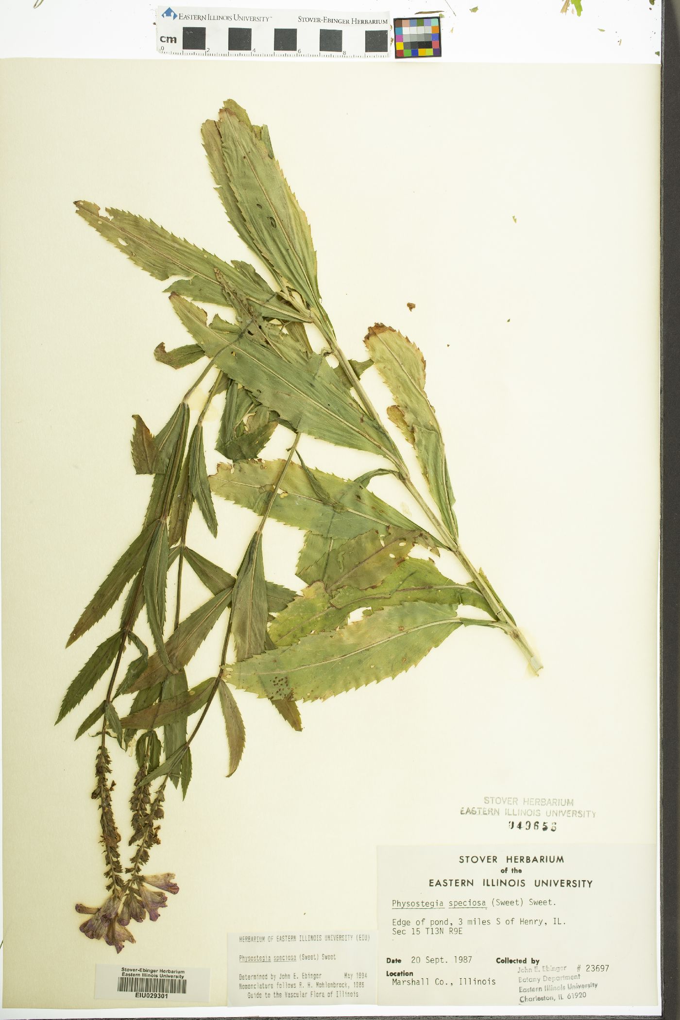 Physostegia speciosa image