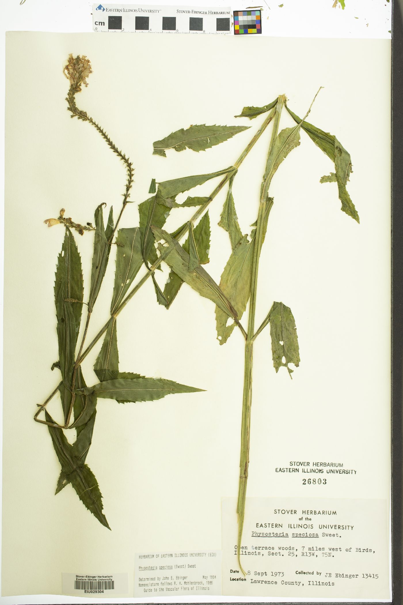 Physostegia speciosa image