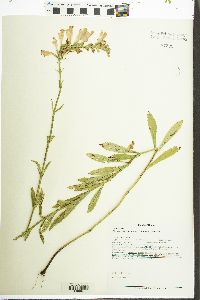 Physostegia virginiana image