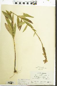 Physostegia virginiana image