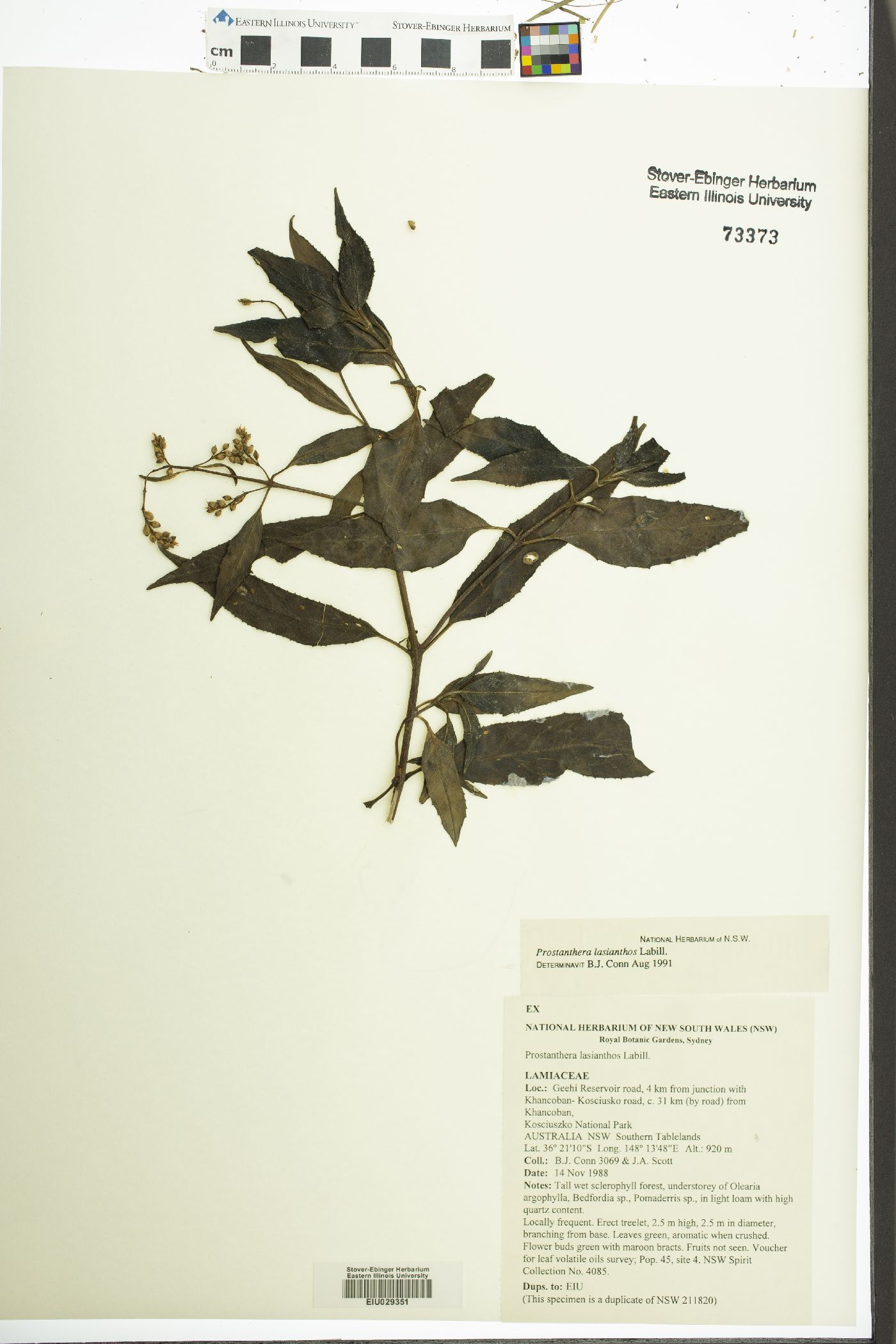 Prostanthera image